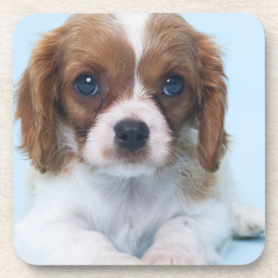 Porta-copo Filhote de cachorro descuidado do Spaniel de rei