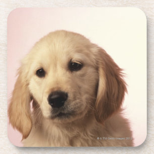 Porta-copo Filhote de cachorro do golden retriever