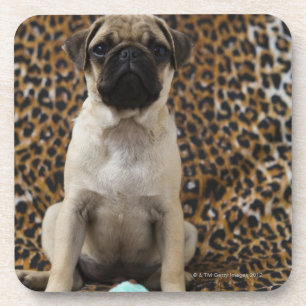Porta-copo Filhote de cachorro do Pug que senta-se contra o