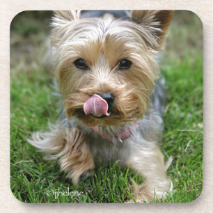 Porta-copo Filhote de cachorro do yorkshire terrier - do