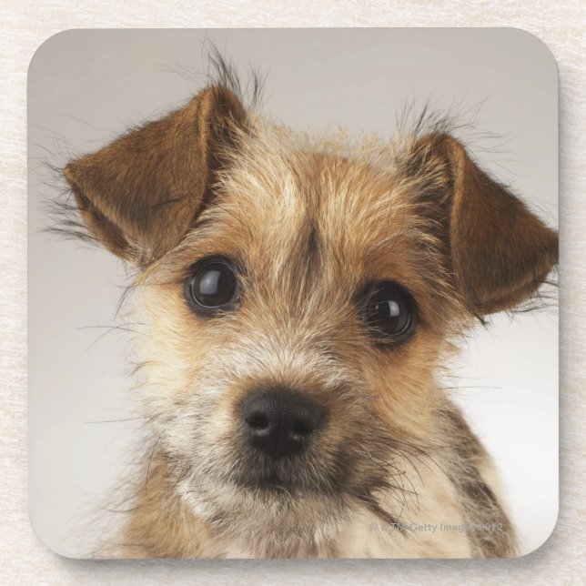 Porta-copo Filhote de cachorro (familiaris do Canis) (Frente)