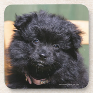 Porta-copo Filhote de cachorro preto de Pomeranian