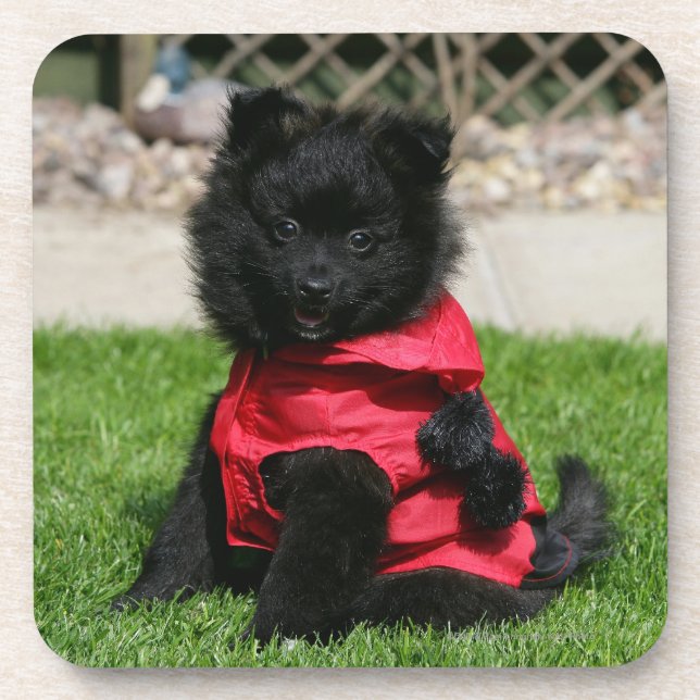 Porta-copo Filhote de cachorro preto de Pomeranian que olha a (Frente)