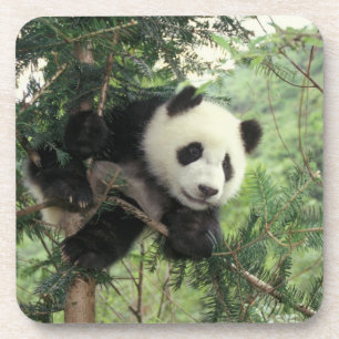 Porta-copo Filhote de Panda Gigante sobe em uma árvore, Vale