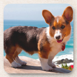Porta-copo Filhote de Pembroke Welsh Corgi em pé na mesa