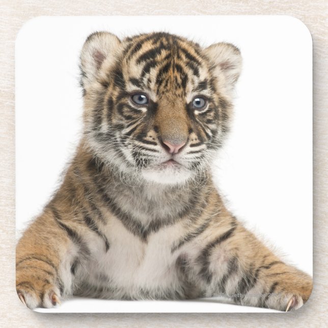 Porta-copo Filhote de tigre de Sumatran (Frente)