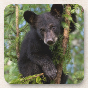 Porta-copo Filhote de Urso Negro Brincando nas Árvores