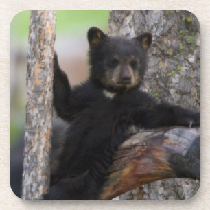 Porta-copo Filhote de Urso Negro Relaxando