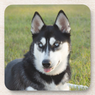 Porta-copo Filhote feliz e brincalhão do Husky Siberiano