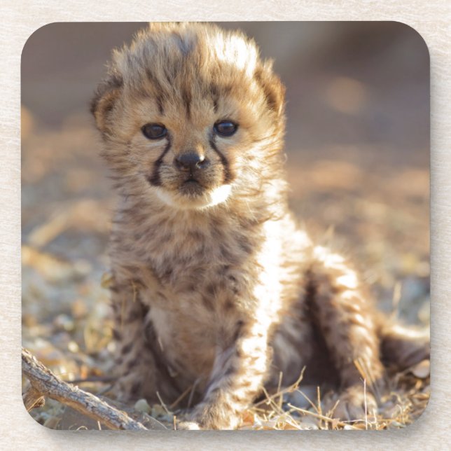 Porta-copo Filhote macho de chita com 19 dias de idade (Frente)