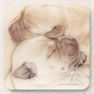 Porta-copo Filhotes de cachorro amarelos de labrador