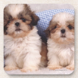 Porta-copo Filhotes de cachorro de Shih Tzu sob uma cobertura