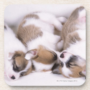 Porta-copo Filhotes de cachorro do corgi do sono galês