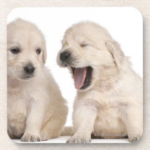 Porta-copo Filhotes de cachorro do golden retriever (4
