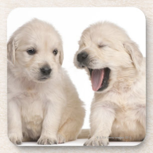 Porta-copo Filhotes de cachorro do golden retriever (4