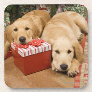 Porta-copo Filhotes de cachorro do golden retriever com