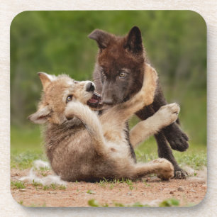 Porta-copo Filhotes de Lobo Cinzento Lutando