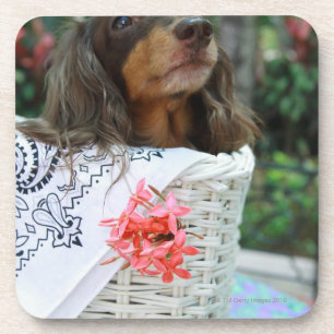 Porta-copo Fim-acima de um cão do Dachshund que senta-se em