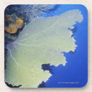 Porta-copo Fim-acima de um fã de mar comum