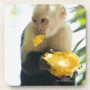 Porta-copo Fim-acima de um macaco do capuchin que come uma