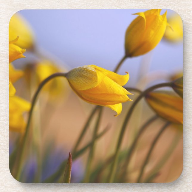 Porta-copo Fim-acima dos daffodils (Frente)