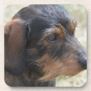 Porta-copo Fio bonito Dashchund de cabelo