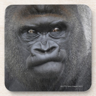 Porta-copo Flachlandgorilla, gorila