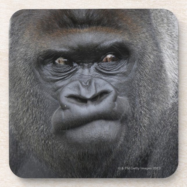 Porta-copo Flachlandgorilla, gorila do gorila, (Frente)