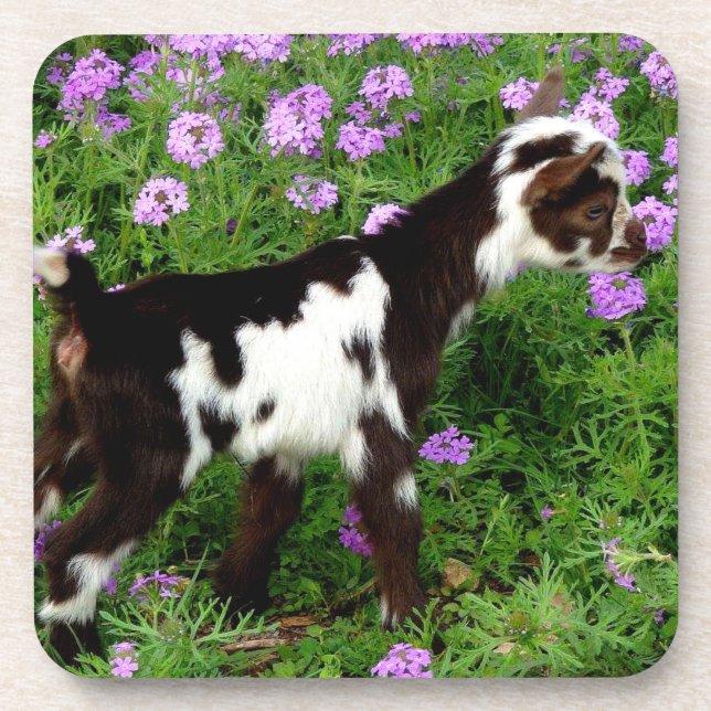 Porta-copo Flashy Nigerian Dwarf Goat Kid em flores roxas (Frente)