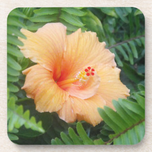 Porta-copo Flor alaranjada do hibiscus com samambaias