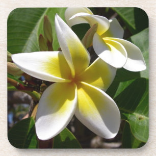 Porta-copo Flor amarelo-branca bonita do Plumeria