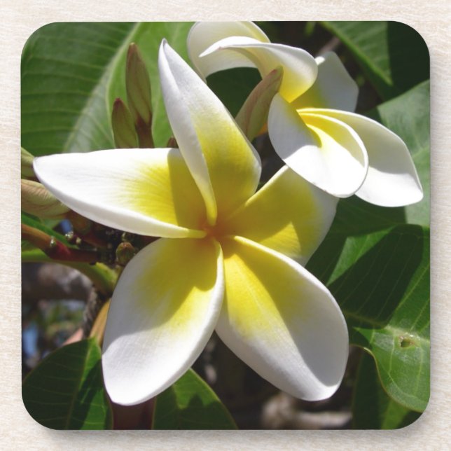 Porta-copo Flor amarelo-branca bonita do Plumeria (Frente)