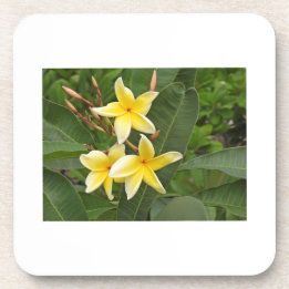 Porta-copo Flor Botânica de Plumeria Amarela