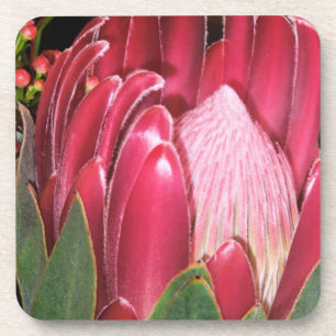 Porta-copo Flor cor-de-rosa do Protea