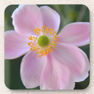 Porta-copo Flor de anêmona rosa japonesa