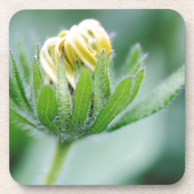Porta-copo Flor de Cone Flower em Flor (Frente)