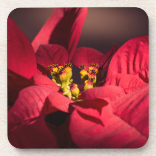 Porta-copo Flor de estrela de Natal