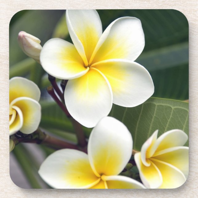 Porta-copo flor de frangipani Ilhas Cook (Frente)