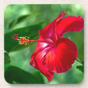Porta-copo Flor de Hibiscus