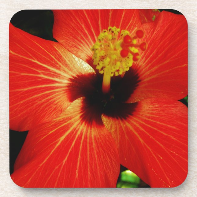 Porta-copo Flor de Hibiscus Vermelho Brilhante (Frente)