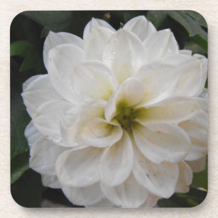 Porta-copo flor de jardim - Dahlia branca. fotografia floral