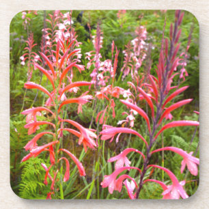 Porta-copo Flor de Lírio Bugle (Watsonia), Cabo Oriental
