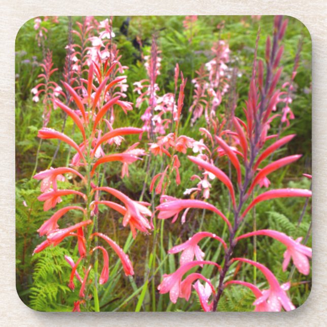 Porta-copo Flor de Lírio Bugle (Watsonia), Cabo Oriental (Frente)