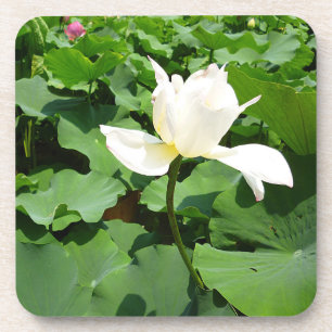 Porta-copo Flor de Lotus Branco