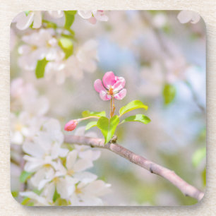 Porta-copo Flor de maçã - Bela
