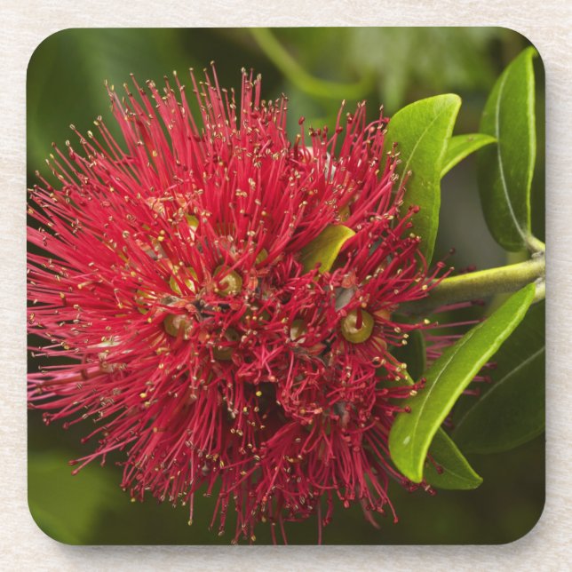 Porta-copo Flor de Pohutukawa, Dunedin (Frente)