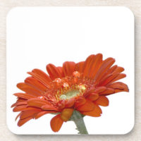 Flor do Gerbera da margarida alaranjada