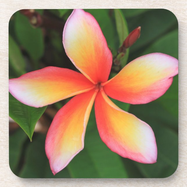 Porta-copo Flor Frangipani (Frente)