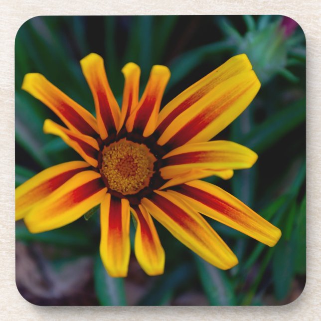 Porta-copo Flor Gazania (Frente)