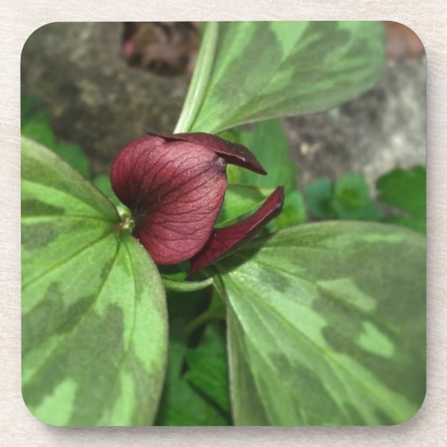 Porta-copo Flor selvagem (Frente)